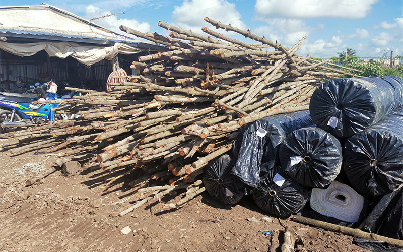 Một lượng lớn cây đước bị Công ty Hồng Lâm đốn hạ để lấy mặt bằng thi công.