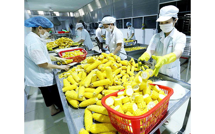 Chế biến ngô ngọt xuất khẩu tại Công ty Vifoco (Việt Nam). Ảnh: TTXVN