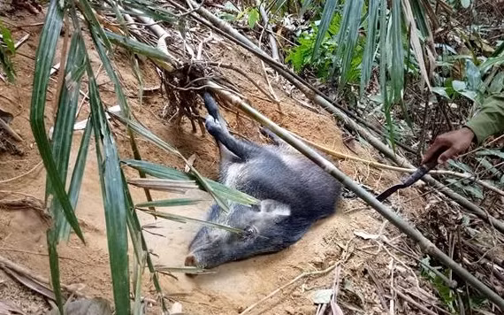 Một con lợn rừng bị mắc bẫy. Ảnh: WWF.