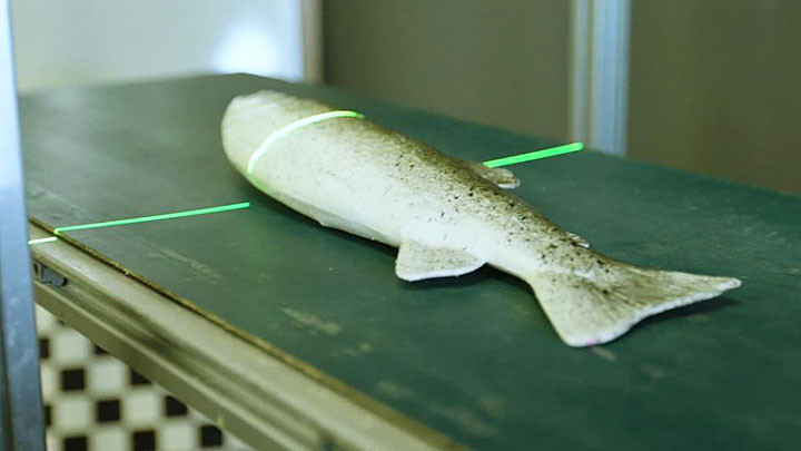 Phân tích cá bằng thiết bị Catch Scanner. Ảnh: NETSIA