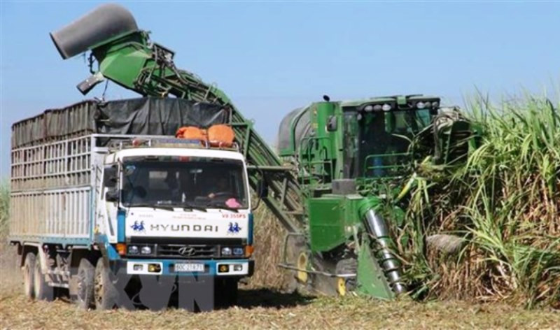 Thu hoạch mía bằng máy tại xã Ninh Điền, huyện Châu Thành, tỉnh Tây Ninh. (Ảnh: TTXVN)