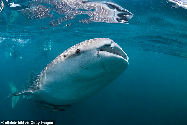 Cá mập voi là loài cá mập lớn nhất, chúng có thể dài tới 18 m. Mặc dù to lớn, chúng vô hại với con người, ăn các sinh vật phù du và một số loại cá. Ảnh: Getty Images.