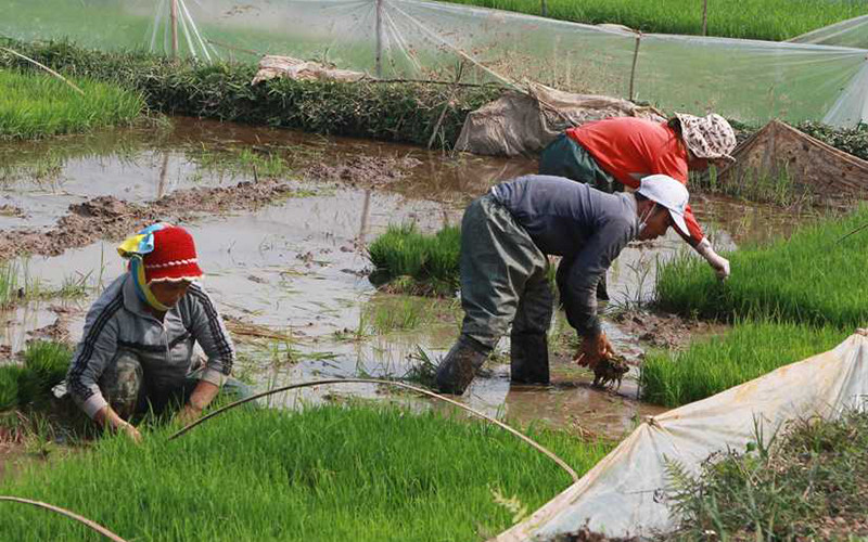 Người dân thị xã Quảng Yên chuẩn bị mạ để cấy vụ đông xuân.