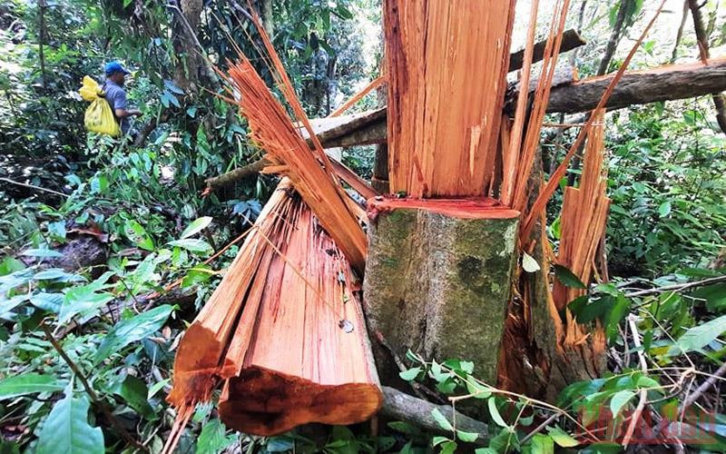 Nhiều diện tích rừng tự nhiên tại huyện Bắc Trà My bị khai thác trái phép.