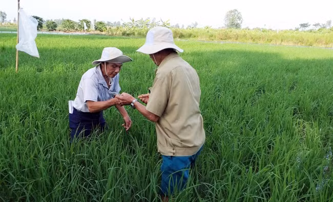 Học viên lớp TOT khu vực phía bắc hướng dẫn người dân điều tra và ghi chép số liệu trên đồng ruộng.