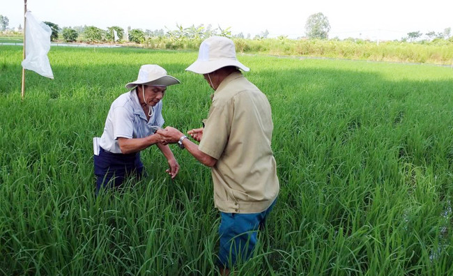 Học viên lớp TOT khu vực phía bắc hướng dẫn người dân điều tra và ghi chép số liệu trên đồng ruộng.