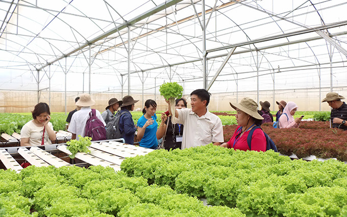  Du khách tham quan mô hình trồng rau thủy canh tại trang trại Phong Thúy, huyện Đức Trọng (Lâm Đồng) .