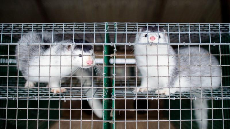 Đan Mạch là quốc gia sản xuất da chồn lớn nhất thế giới. Mỗi năm, có khoảng 15-17 triệu tấm da chồn được sản xuất, chiếm 40% sản lượng thế giới. (Ảnh: Nord News)