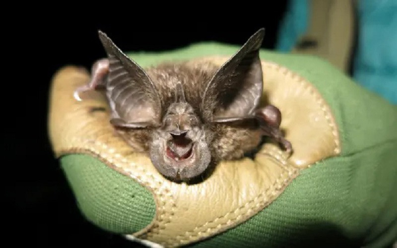 Cá thể dơi móng ngựa Hill’s được tìm thấy trong một hang động ở vườn quốc gia Nyungwe, Rwanda. (Ảnh: Jon Flanders/EPA)