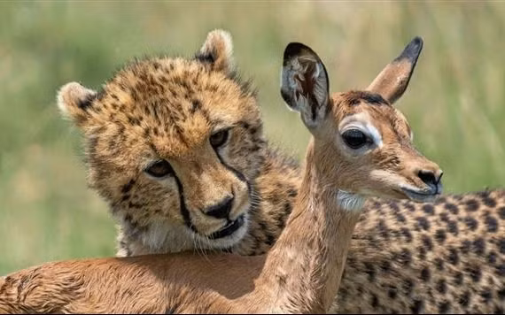 Hình ảnh cho thấy những con báo đang tập săn mồi bằng cách vờn một con linh dương con bị tách khỏi mẹ trong Khu bảo tồn Olare Motorogi, Kenya. Ảnh: Kurt S Mueller, SWNS. 