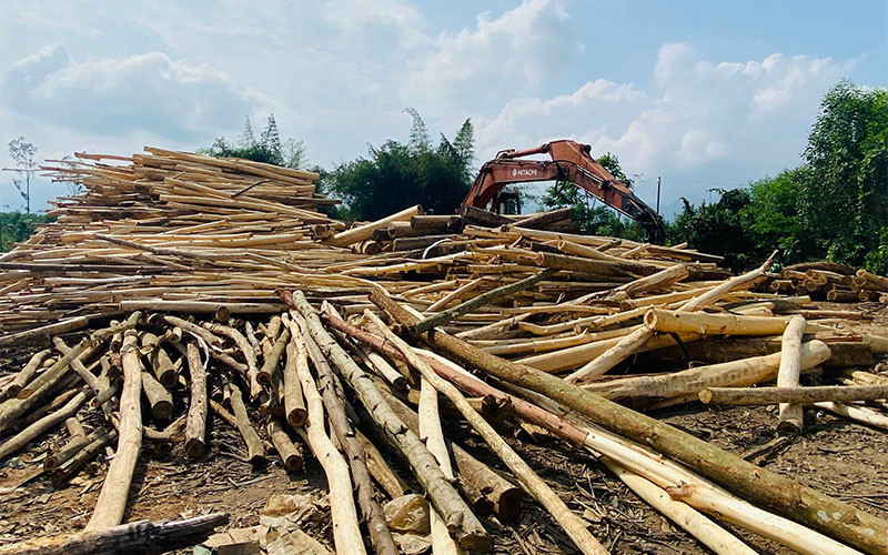Điểm tập kết, thu mua gỗ keo tại huyện Sơn Hà.