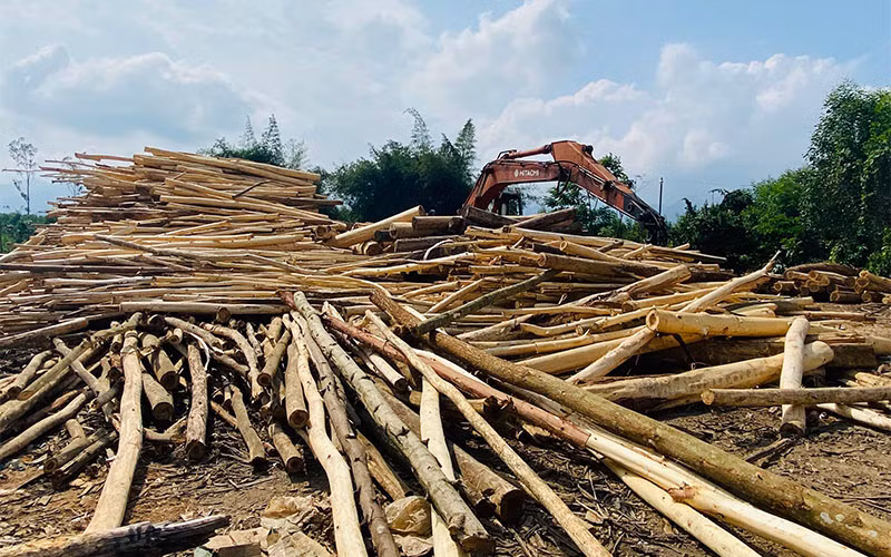 Điểm tập kết, thu mua gỗ keo tại huyện Sơn Hà.