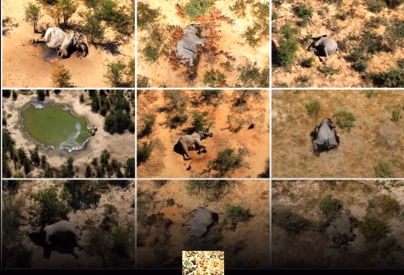 Bức ảnh ghép những con voi đã chết ở Botswana. Ảnh: Reuters.