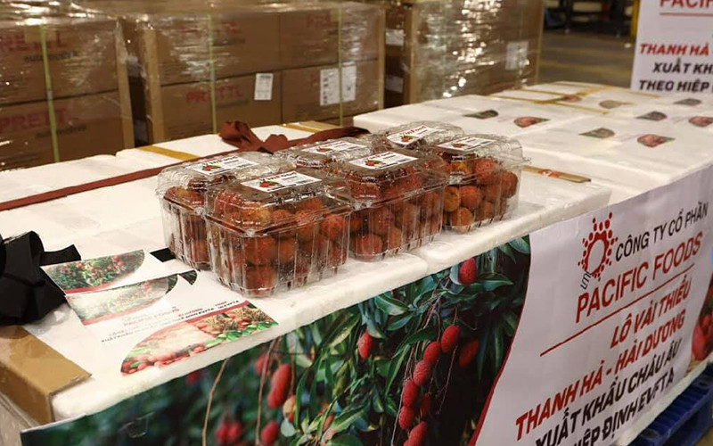 Lô vải thiều Thanh Hà đầu tiên xuất khẩu theo hiệp định EVFTA