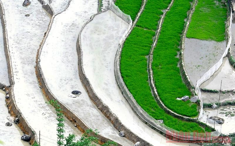 Mạ non bên cạnh những ô ruộng đầy ắp nước