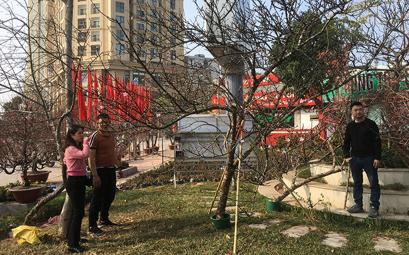 Đào được dán tem truy xuất nguồn gốc bày bán tại Hà Nội.