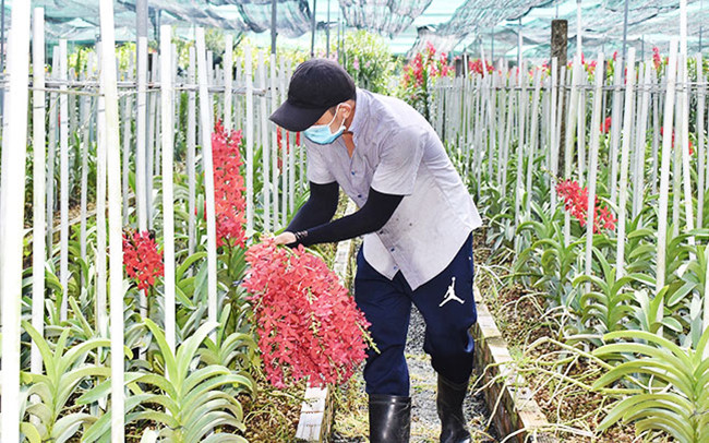 Trồng lan công nghệ cao của Hợp tác xã hoa lan Huyền Thoại, TP Hồ Chí Minh (Ảnh: Thành Nam - Quang Sơn)