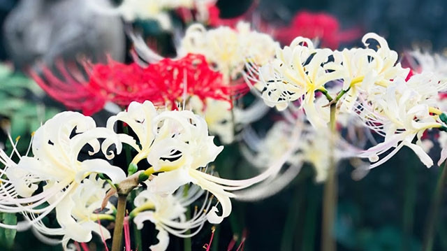 Gặp hoa bỉ ngạn