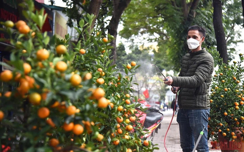 Treo biển bán đồng giá, lượng khách mua quất cảnh tăng đáng kể. (Ảnh: Minh Duy)