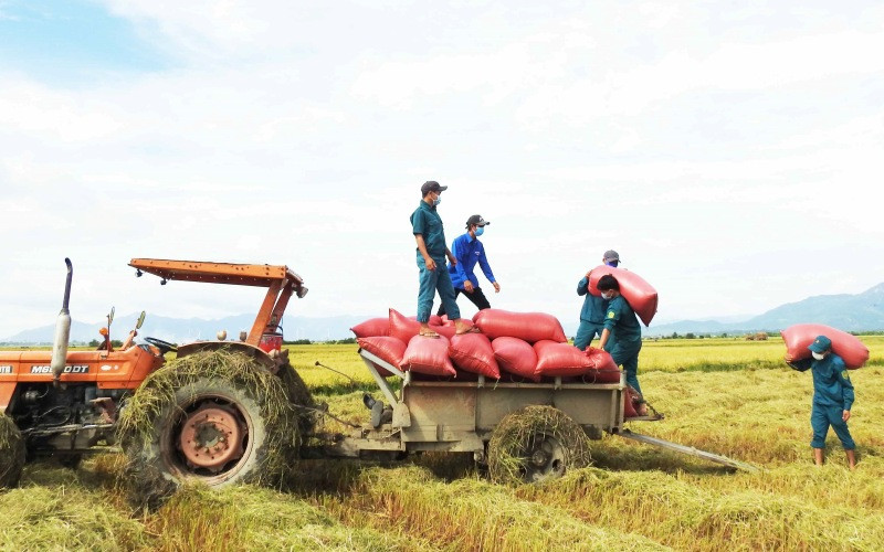 Đoàn thanh niên và dân quân tự vệ xã Phước Hậu, huyện Ninh Phước, tỉnh Ninh Thuận thu hoạch lúa giúp người dân thôn Hiếu Lễ. 