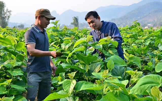  Nông dân xã Sơn Lương, huyện Văn Chấn (Yên Bái) kiểm tra, chăm sóc dâu tằm trên đất bãi.
