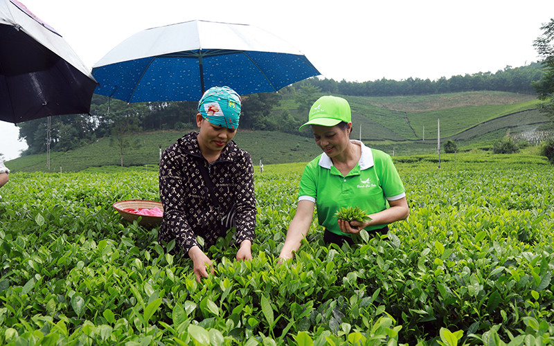 Vùng sản xuất chè đặc sản ở La Bằng (Thái Nguyên). Ảnh: HOÀNG MINH
