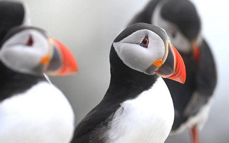 Những bức ảnh ấn tượng về động vật hoang dã trong tuần