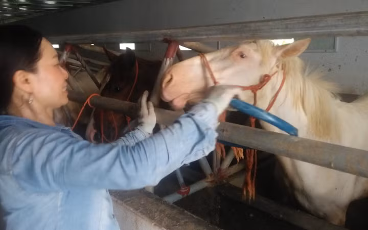 Ngựa bạch được người dân xóm Phẩm chăm sóc công phu. 