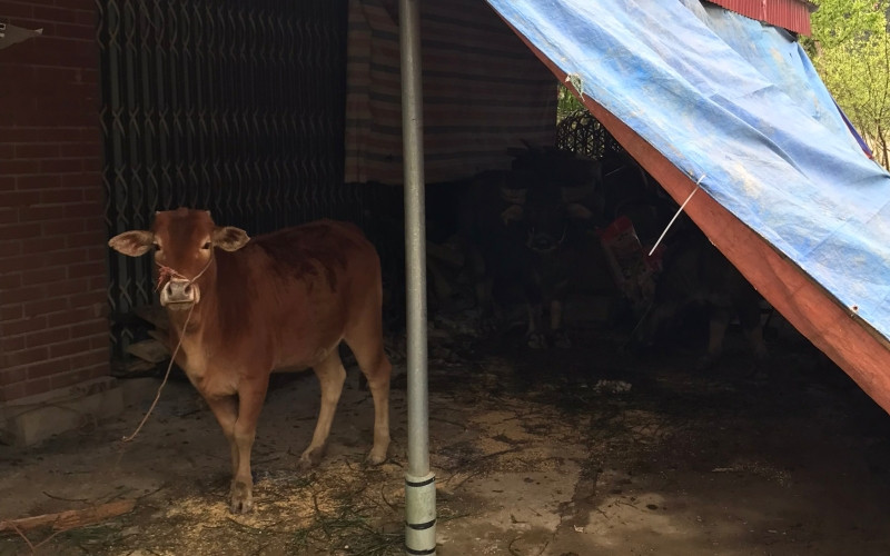 Người dân phải quây bạt để tránh rét cho gia súc.