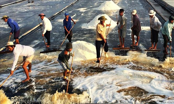 Cánh đồng muối ở Bạc Liêu. Ảnh: TTXVN.