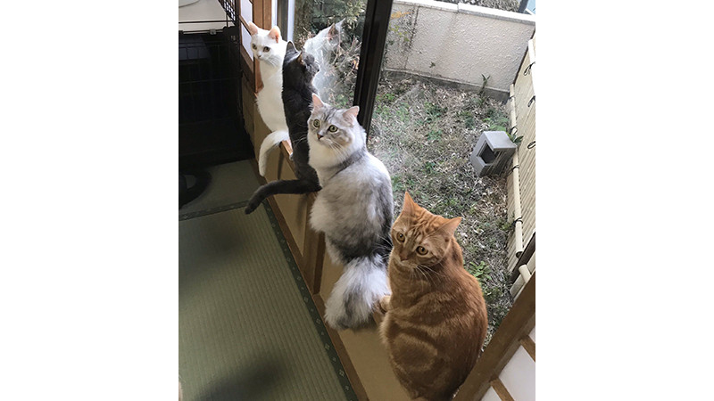 Những chú mèo… "dịch vụ"