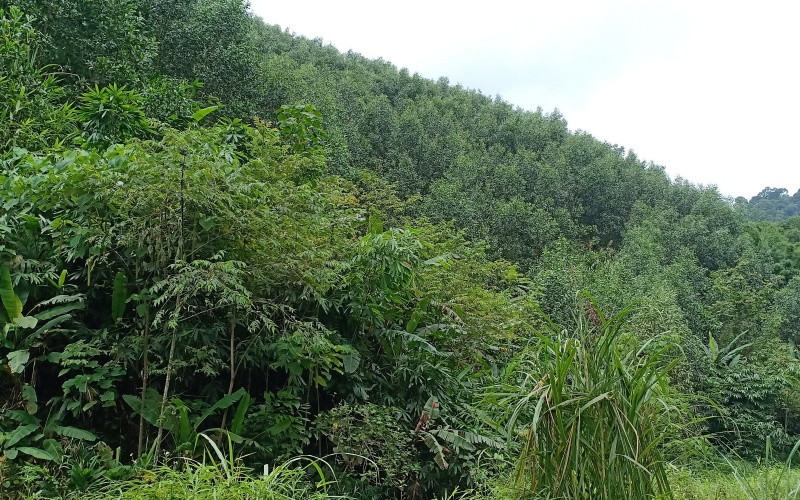 Một diện tích rừng đã trồng lại sau khai thác trắng bằng cây keo của công ty. 