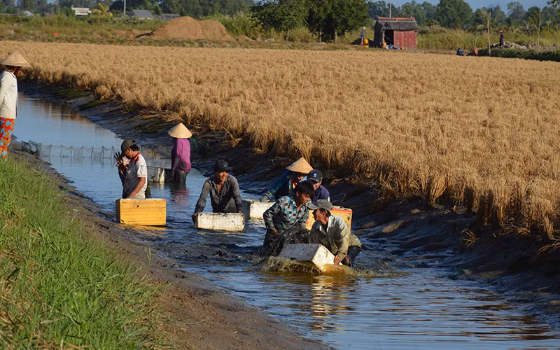 Mô hình lúa - tôm được xem là mô hình bền vững ở vùng chịu ảnh hưởng mặn. Trong ảnh: Nông dân huyện Thới Bình (Cà Mau) thu hoạch tôm bên ruộng lúa.