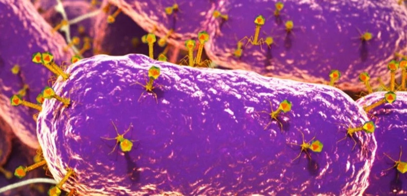 Hình ảnh minh họa về vi khuẩn ruột. Ảnh: EMBL.