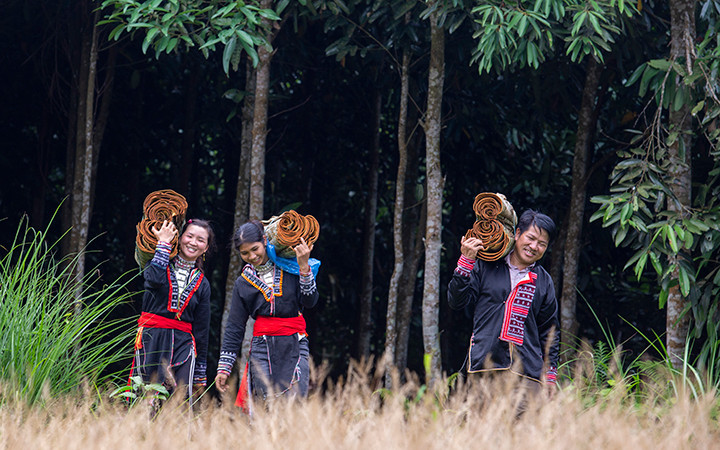 Phát triển hệ thống thị trường quế chất lượng cao giúp nâng cao địa vị kinh tế - xã hội cho phụ nữ Lào Cai (Ảnh: Dự án “Gia vị cho sự bình đẳng”).