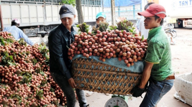 Thương lái thu mua vải thiều Lục Ngạn (Bắc Giang). Ảnh: THANH LÂM