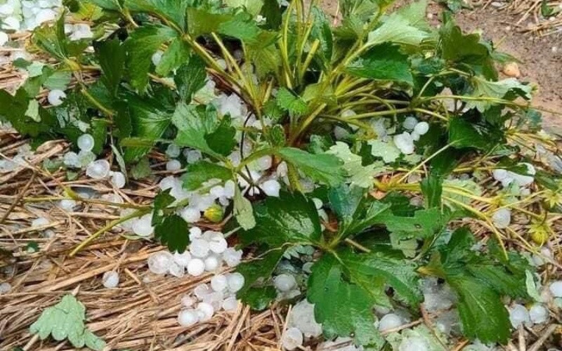Mưa đá gây thiệt hại nhiều diện tích dâu tây tại xã Cò Nòi, huyện Mai Sơn.