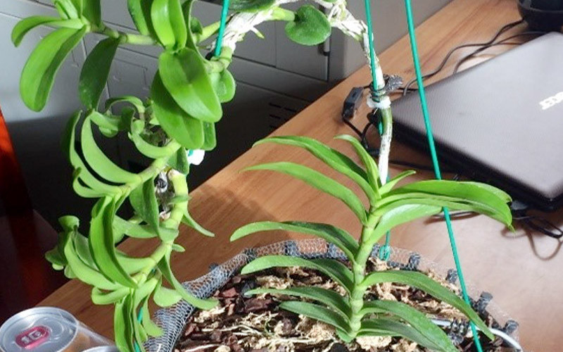 Một trong những tang vật vụ việc.