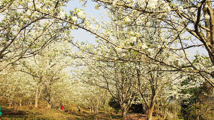 Vườn hoa lê Hồng Thái. Ảnh: GIÀNG SAO