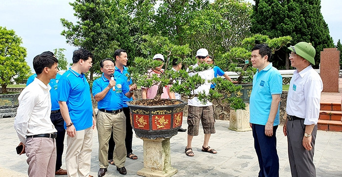 Triển lãm cây Tùng Cô Tô