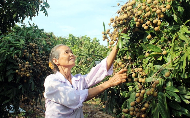 Nhiều năm qua, nông dân ở xã Hợp Đức (Tân Yên) đã xây dựng được thương hiệu nhãn đặc sản. Ảnh Trịnh Lan