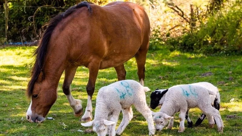Ngựa Heidi luôn ở cạnh chăm sóc ba chú cừu non. (Ảnh: Foxnews)