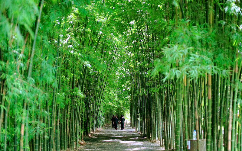 Cảnh quan thiên nhiên tươi mát tại Khu du lịch Kotam.