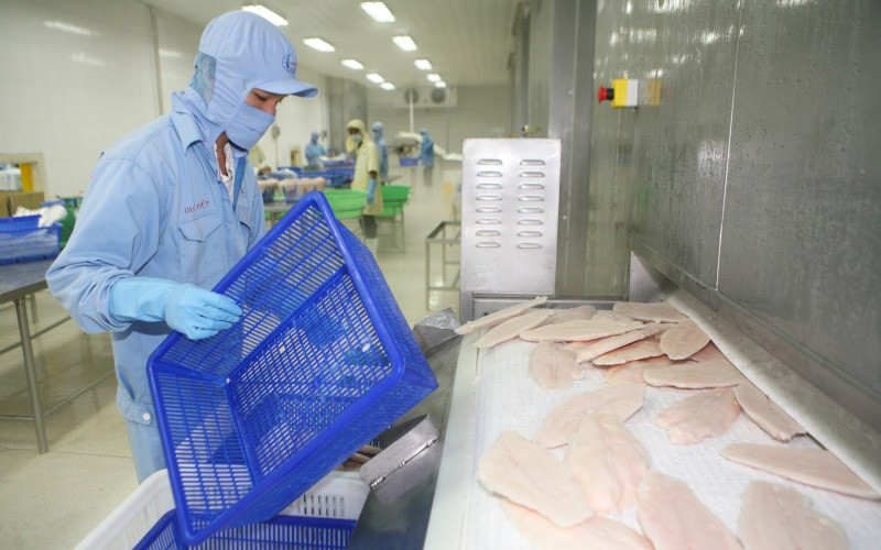 Chế biến thủy sản xuất khẩu tại Công ty cổ phần Xuất nhập khẩu thủy sản Cần Thơ (Cần Thơ) - (Ảnh: Quốc Tuấn)