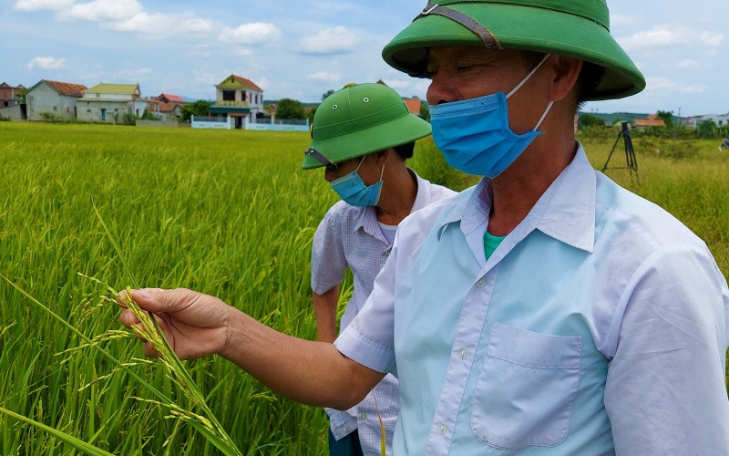 Ông Nguyễn Mạnh Tăng nhổ một khóm lúa von trong ô ruộng của mình.