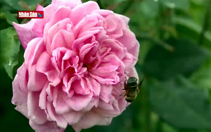 Thung lũng Mường Hoa