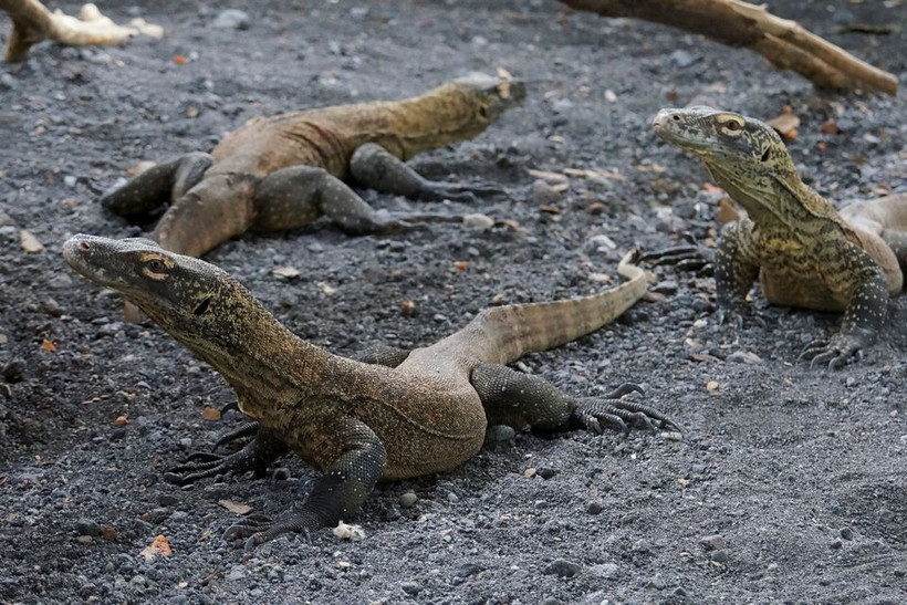 Rồng Komodo non, tên khoa học Varanus komodoensis, bên trong lồng chăm sóc của Vườn thú Surabaya. Ảnh: Reuters.
