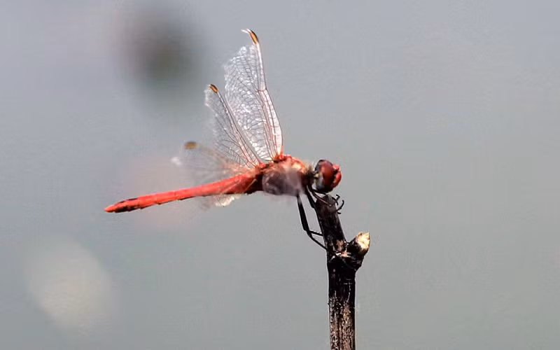 Các nhà khoa học xem chuồn chuồn là một chỉ số quan trọng để đánh giá tình trạng sức khỏe của các vùng đầm lầy và các con sông. (Ảnh: Reuters)