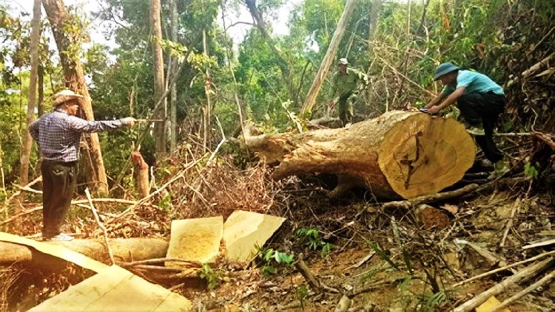 Một vụ khai thác lâm sản trái phép quy mô lớn tại lâm phận do Công ty lâm nghiệp Ea Kar quản lý được phát hiện.