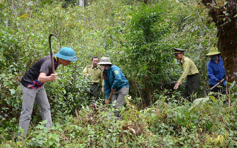 Lực lượng kiểm lâm huyện Sìn Hồ (Lai Châu) hướng dẫn người dân phát đường băng cản lửa để phòng, chống cháy rừng.